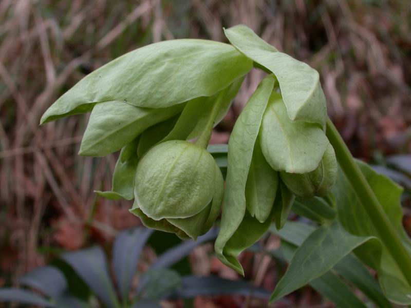 Helleborus foetidus / Elleboro puzzolente